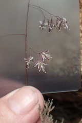 Poa gunnii