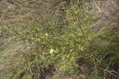 Prosopidastrum angusticarpum