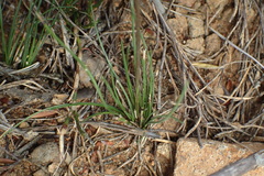 Poa gunnii