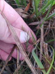 Mandevilla myriophylla