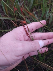 Mandevilla myriophylla