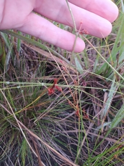 Mandevilla myriophylla