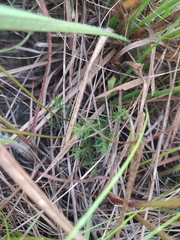 Mandevilla myriophylla