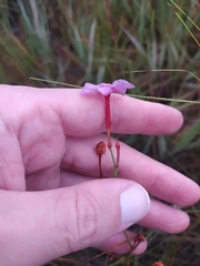 Mandevilla myriophylla