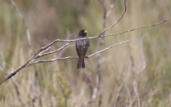Rhopospina carbonaria