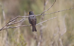 Rhopospina carbonaria
