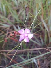 Mandevilla myriophylla