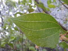 Acacia urophylla
