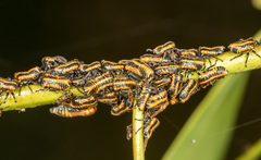 Eurymeloides pulchra