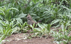 Rhinocrypta lanceolata