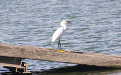 Egretta thula