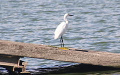 Egretta thula