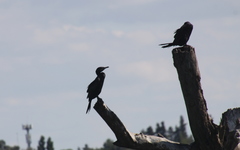 Nannopterum brasilianum
