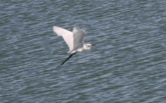 Egretta thula
