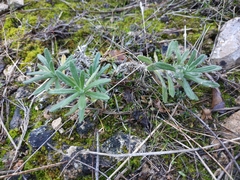 Ajuga iva