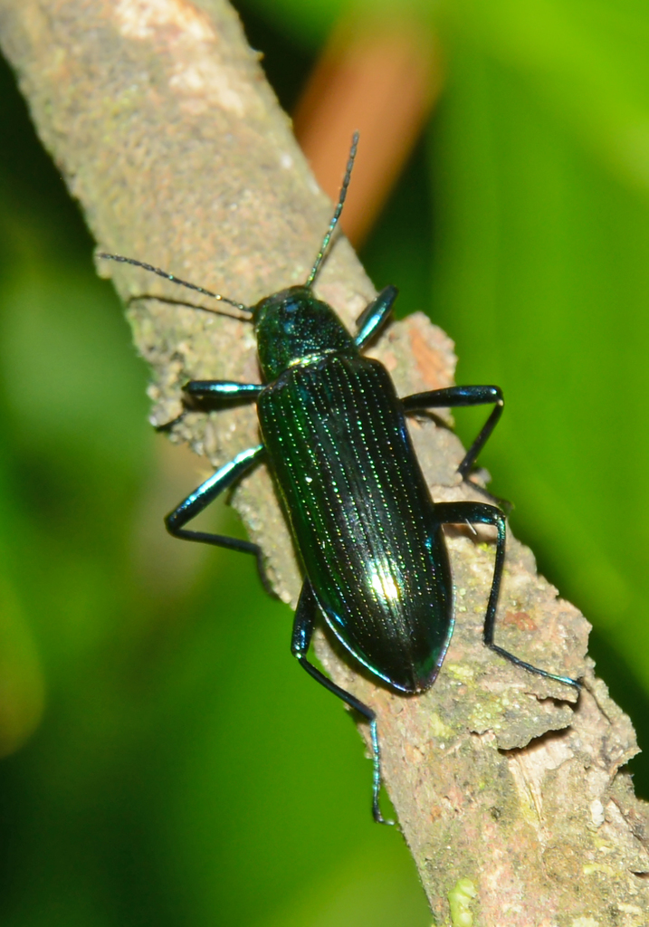 Strongylium aurichalceum