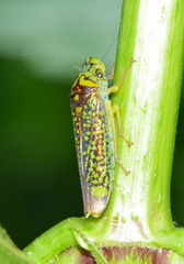 Aulacizes conspersa
