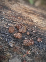 Hypocreaceae