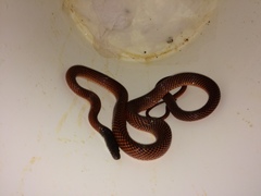 Oxyrhopus melanogenys