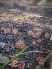 Hypocreaceae