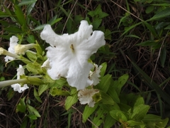 Escobedia grandiflora image