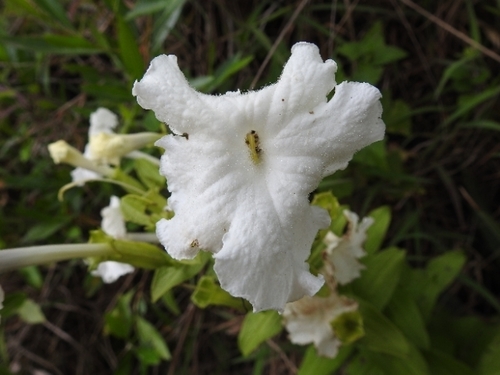 Escobedia grandiflora image