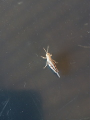 Omalotettix chapadensis