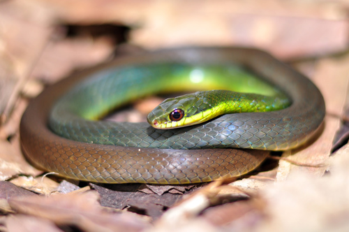 Northern Woodland Racer