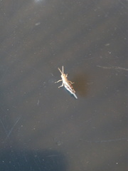 Omalotettix chapadensis