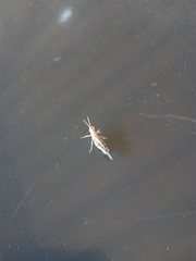 Omalotettix chapadensis