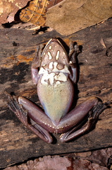 Basin Treefrog photo 5