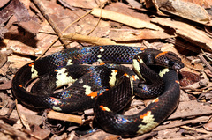 Worontzow's Spotted Night Snake photo 2