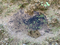 Bufo bankorensis