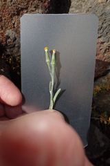 Senecio gunnii