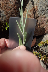 Senecio gunnii