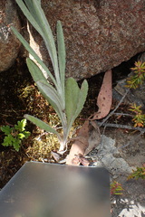 Senecio gunnii