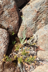 Senecio gunnii