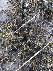 Helichrysum asperum asperum