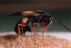 Chelonus inanitus
