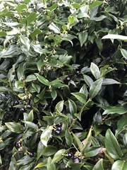 Sarcococca