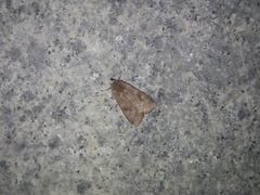 Diarsia canescens