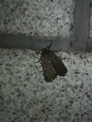 Graphiphora