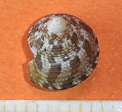 Steromphala adansonii