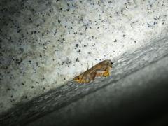 Oraesia emarginata