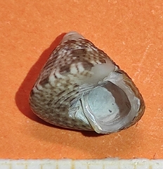 Steromphala adansonii