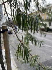 Hippophae salicifolia