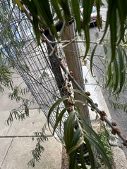 Hippophae salicifolia