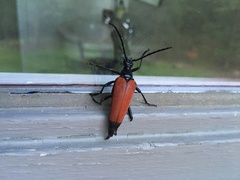 Stenelytrana emarginata