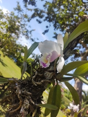 Cattleya