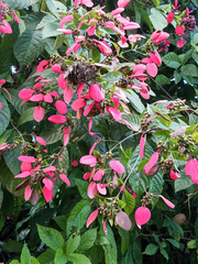 Condamineeae